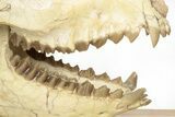 Fossil Oreodont (Merycoidodon) Skull on Base - South Dakota #217200-9